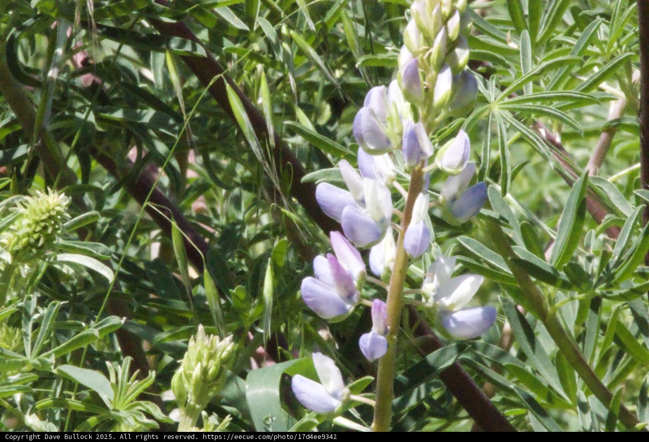 Lupine Blooms in Spring Splendor