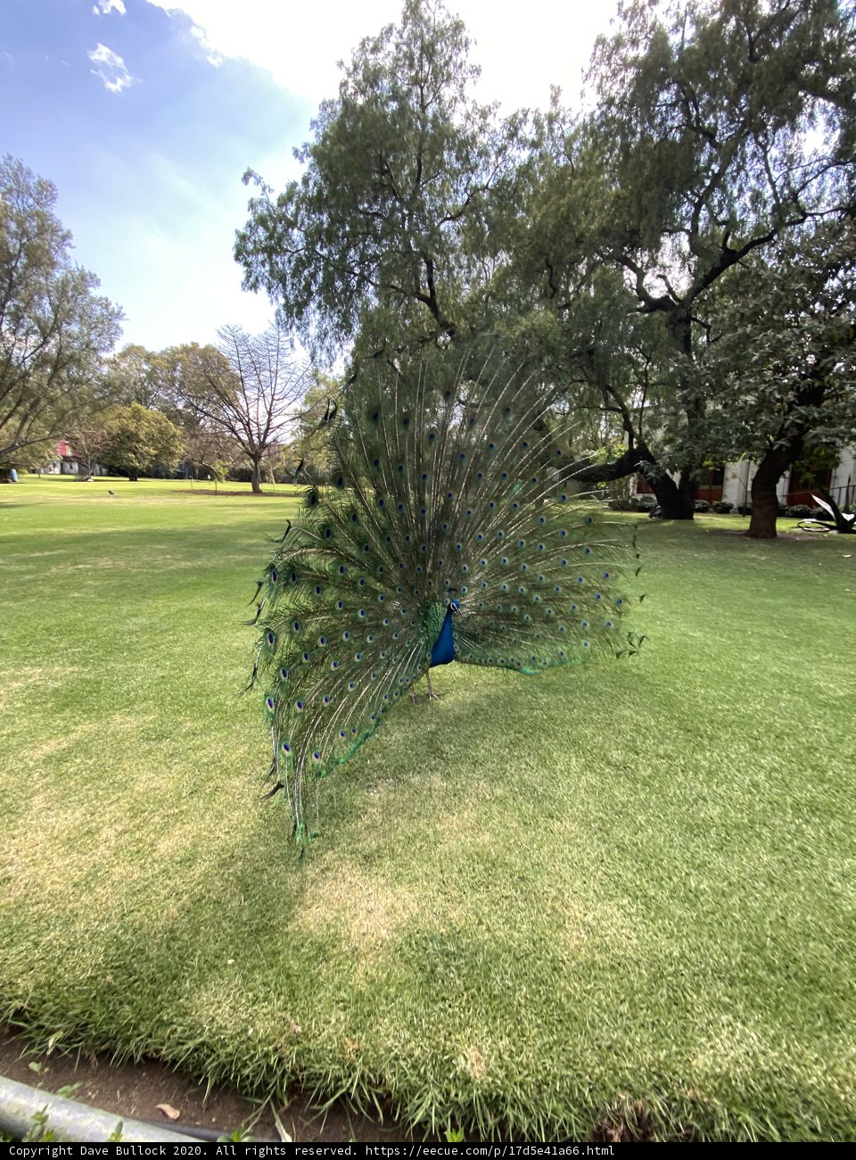 Majestic Peacock in Xochimilco