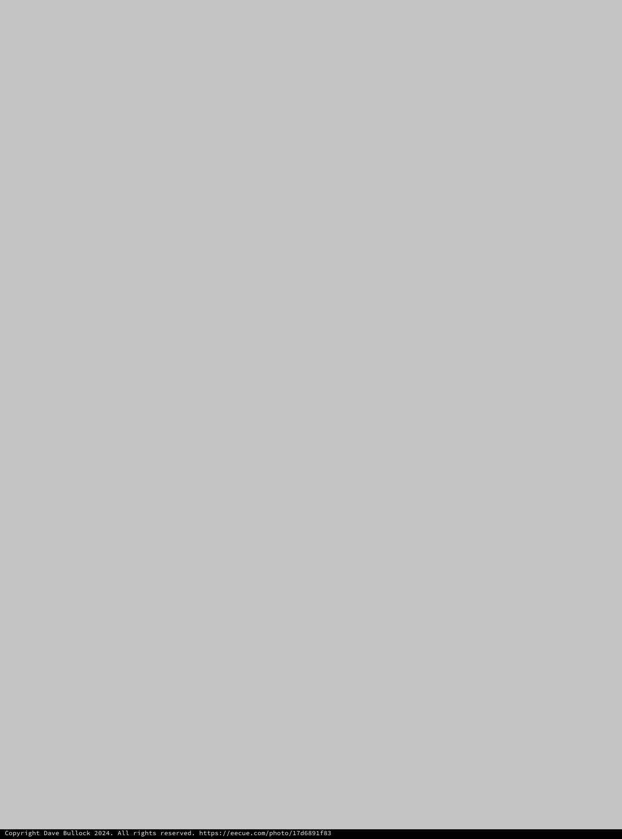 Blank Gray Image with Copyright Watermark
