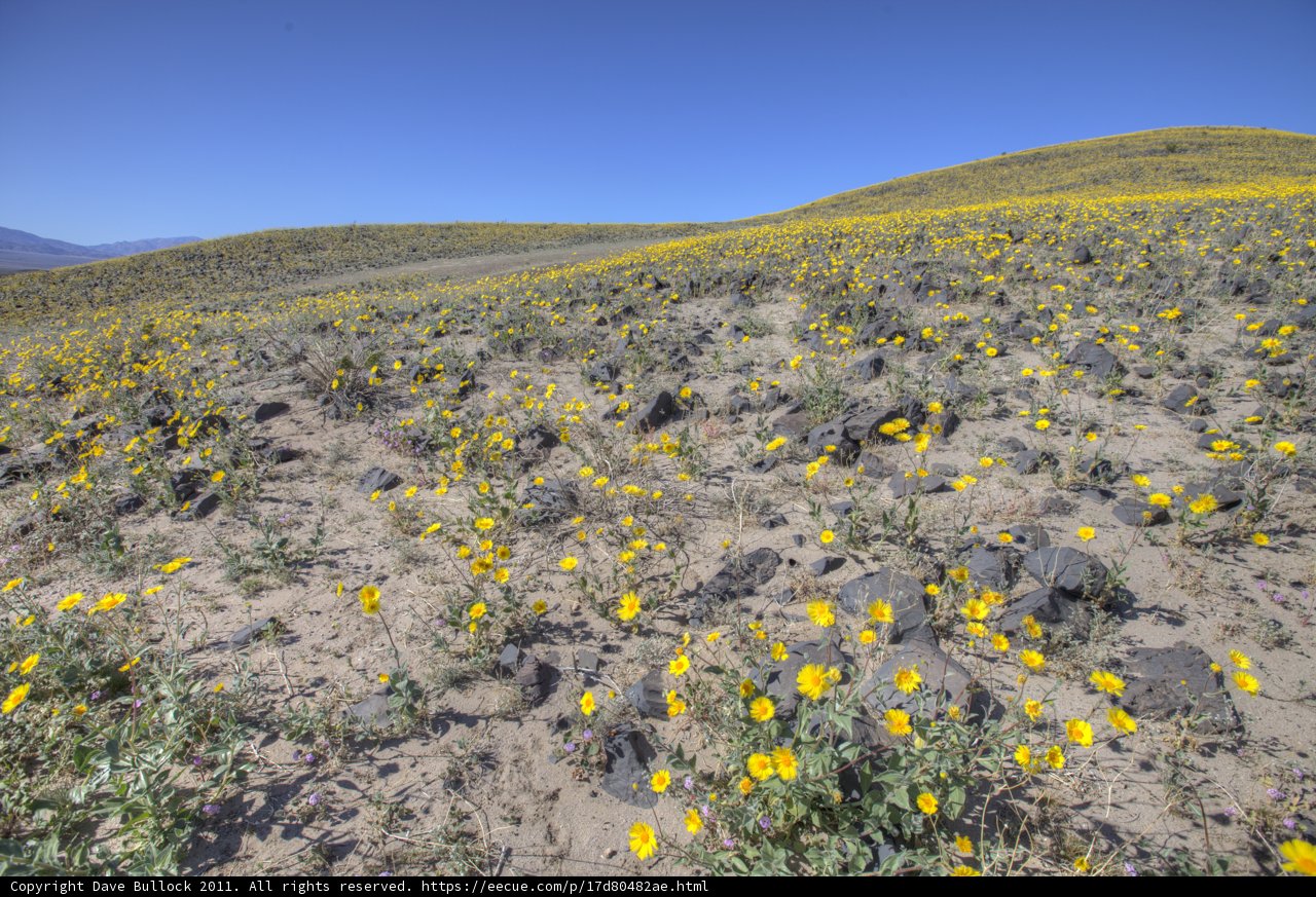 Golden Oasis in the Wilderness