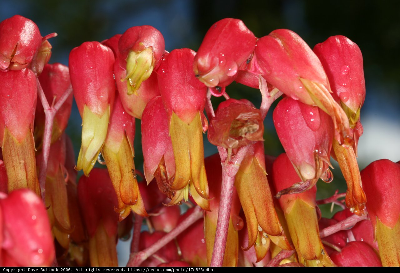 Red Flowers Glistening with Dew