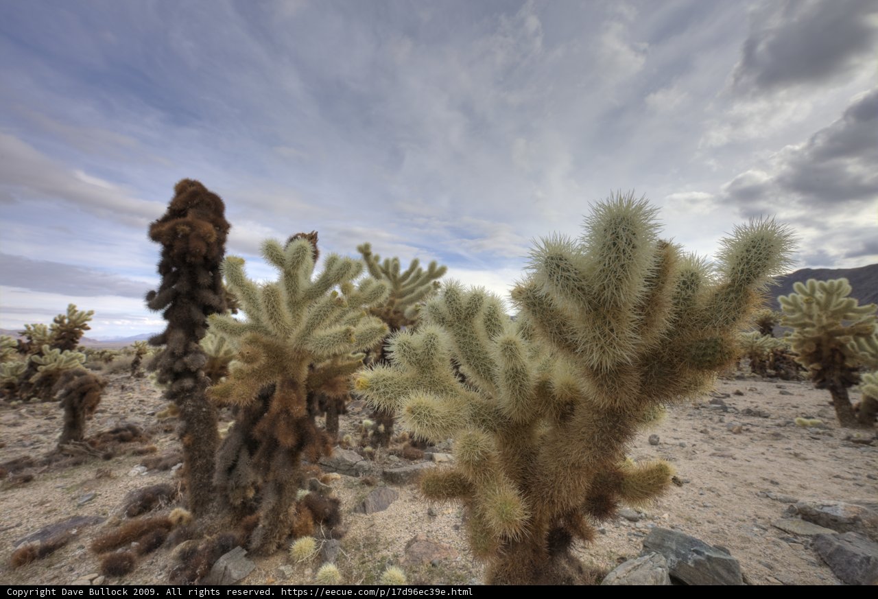 Desert Garden