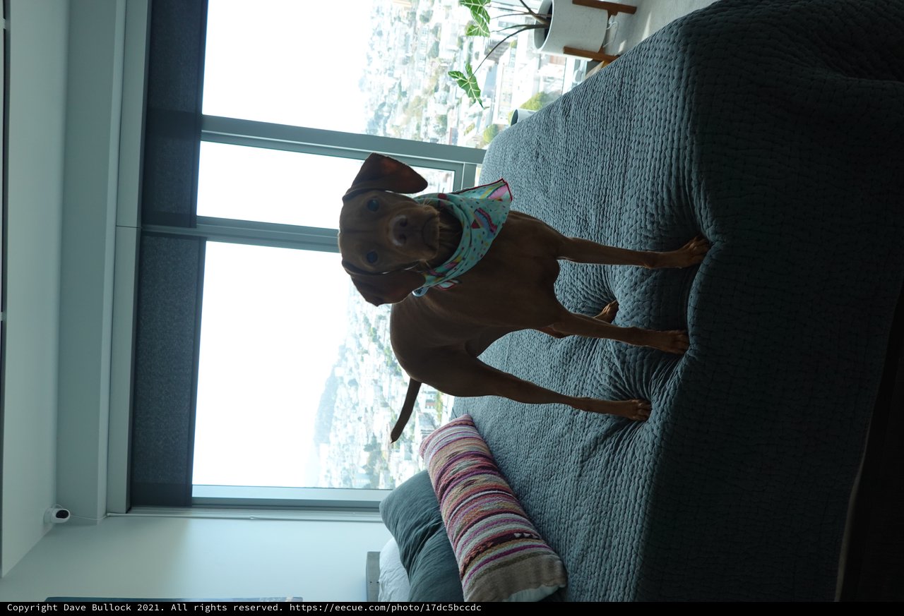 Dachshund Dog Relaxing on Bed with City View