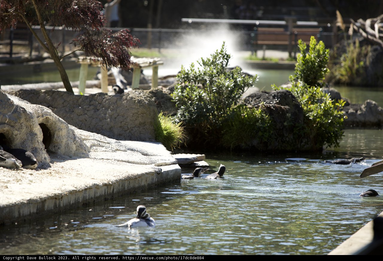 Quartet of Feathered Friends at the San Francisco Zoo