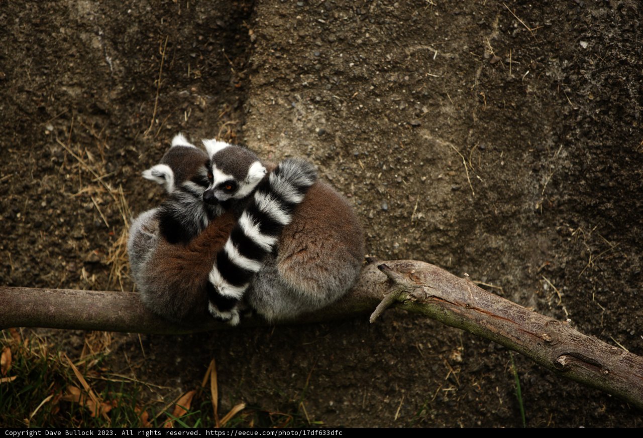 Cuddle Time at the Oakland Zoo