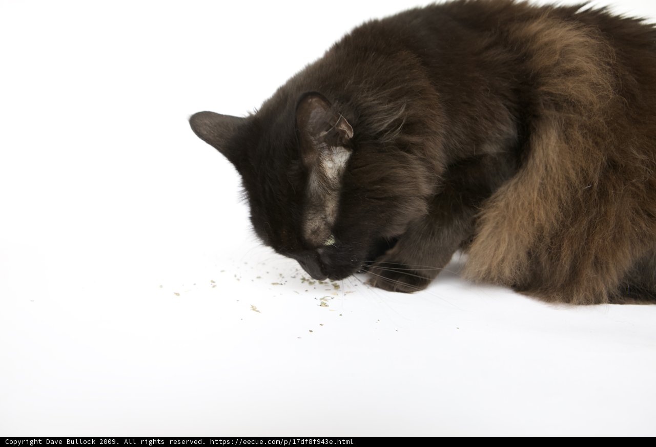 Lunchtime for a Feline Friend