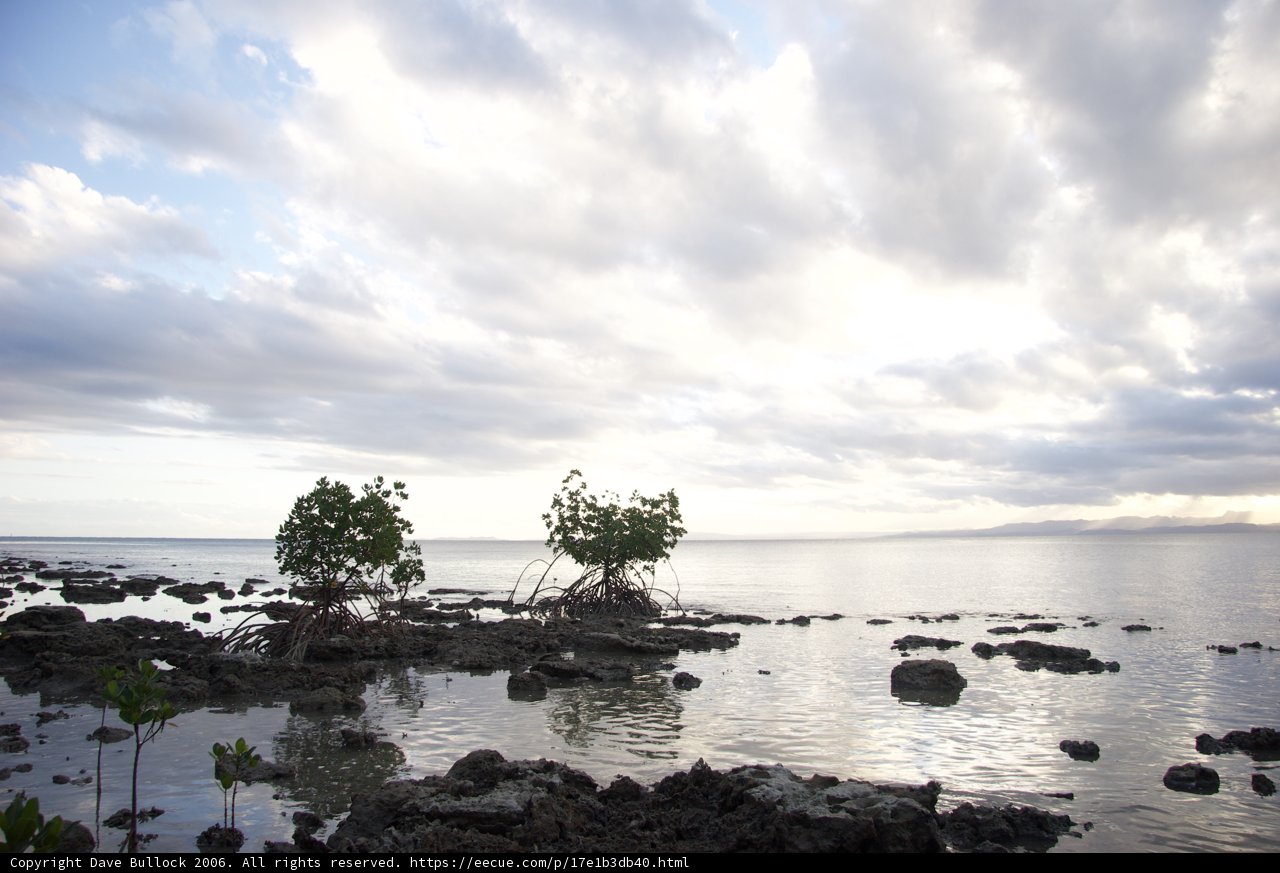 Mangrove Oasis