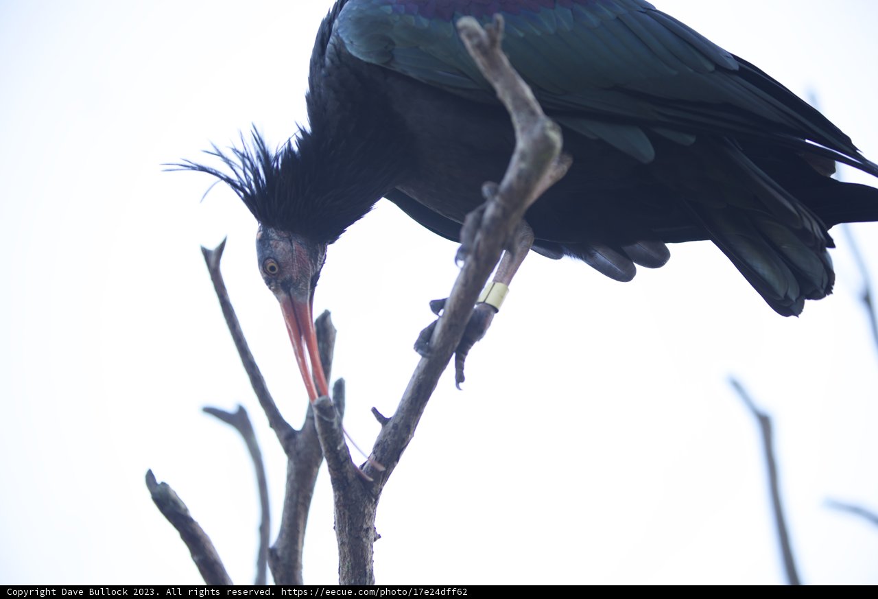 Majesty on a Branch: SF Zoo Encounter