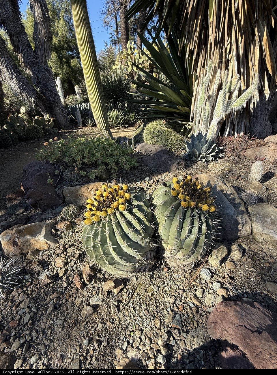 Cactus Serenity