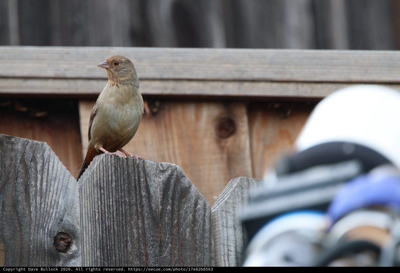 Small Brown Bird Perched on Weathered Wooden Fence