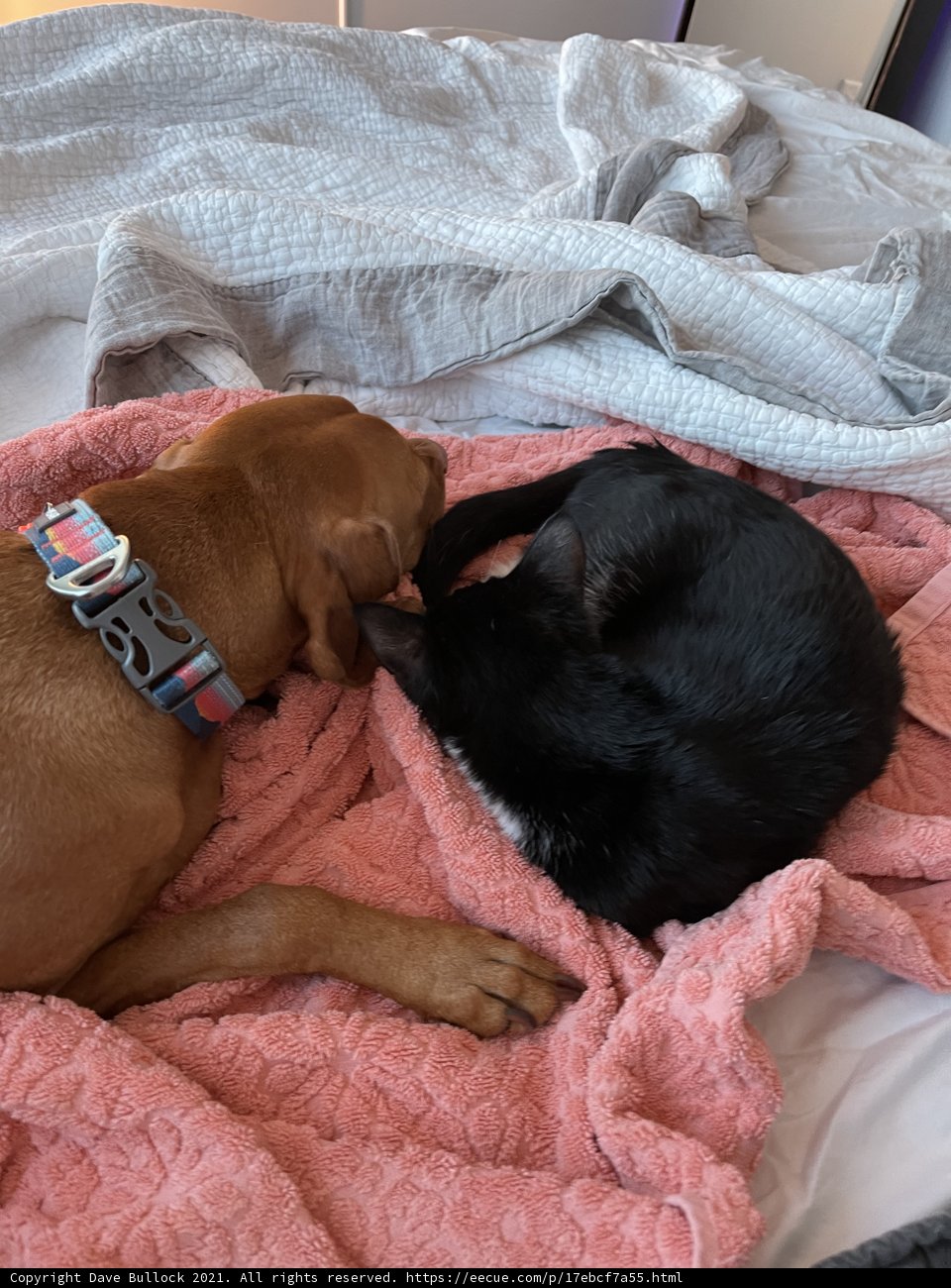 Cozy Duo