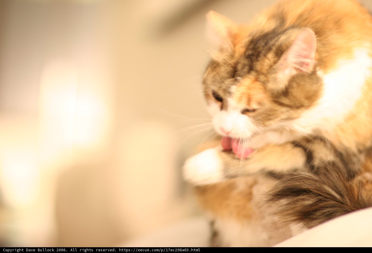 Purrrfectly Clean