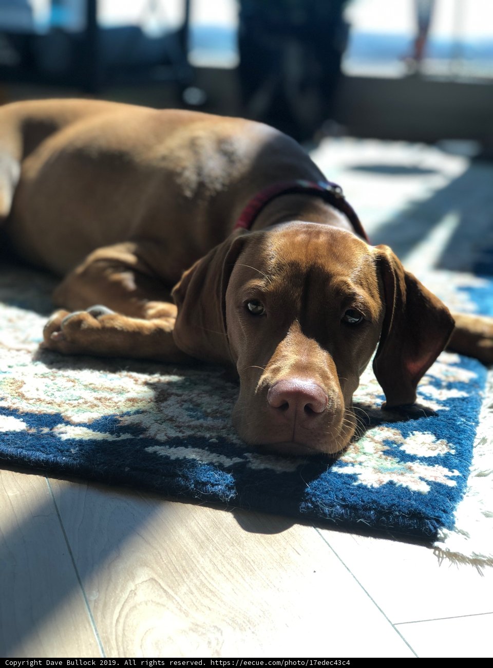 Sunbathing Pup