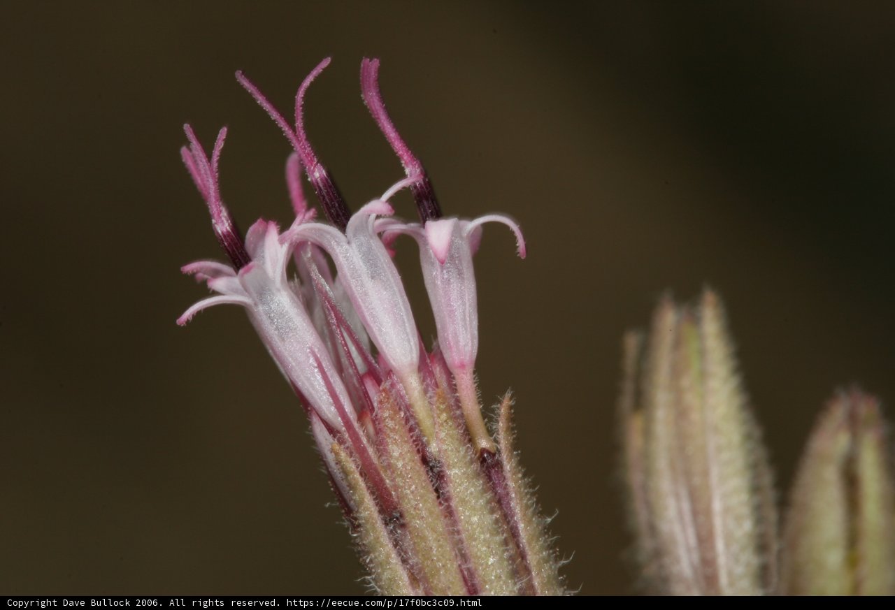 Pollinated Geranium Flower