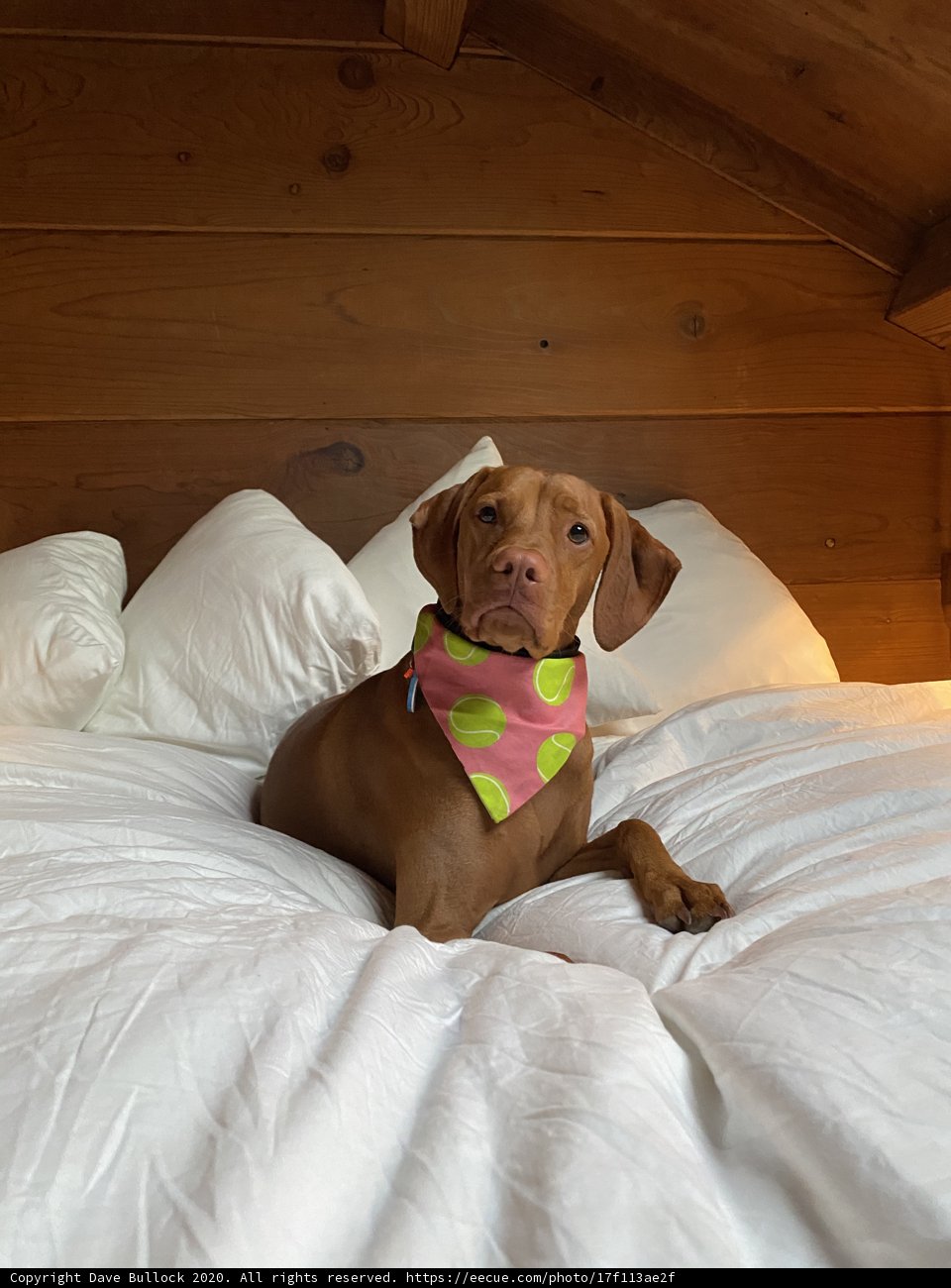 Cozy Vizsla