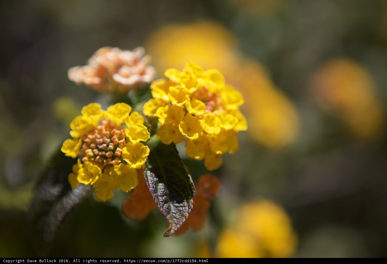 Vibrant Marigolds in the Wild