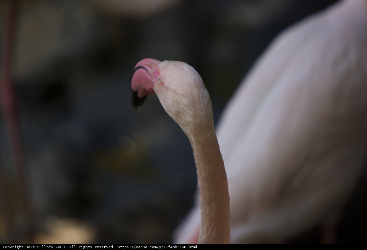 Flamingo close-up