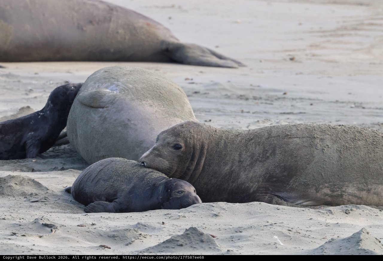 Northern Elephant Seal Mother Nursing Pup on Beach