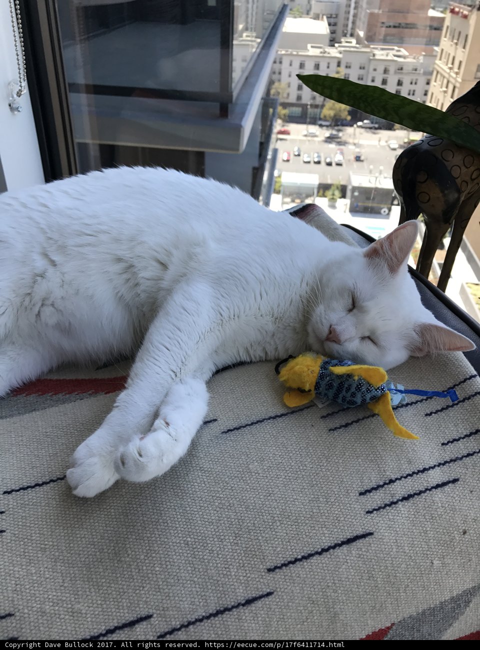 Feline Friendship