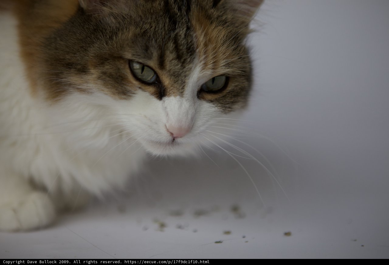 Feline Curiosity