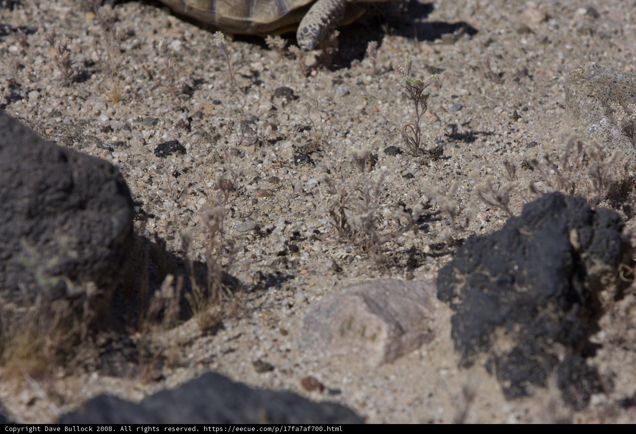 Desert Tortoise Amongst the Rocks