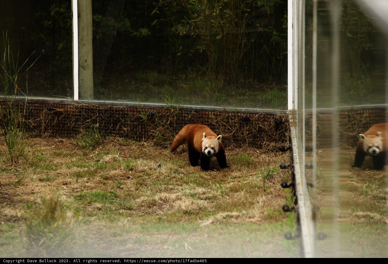 Stroll Amidst Nature: The Lesser Known Red Panda at SF Zoo