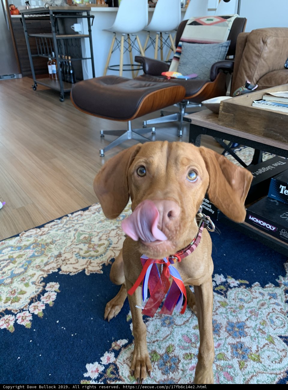 Laid Back Living Room Pup