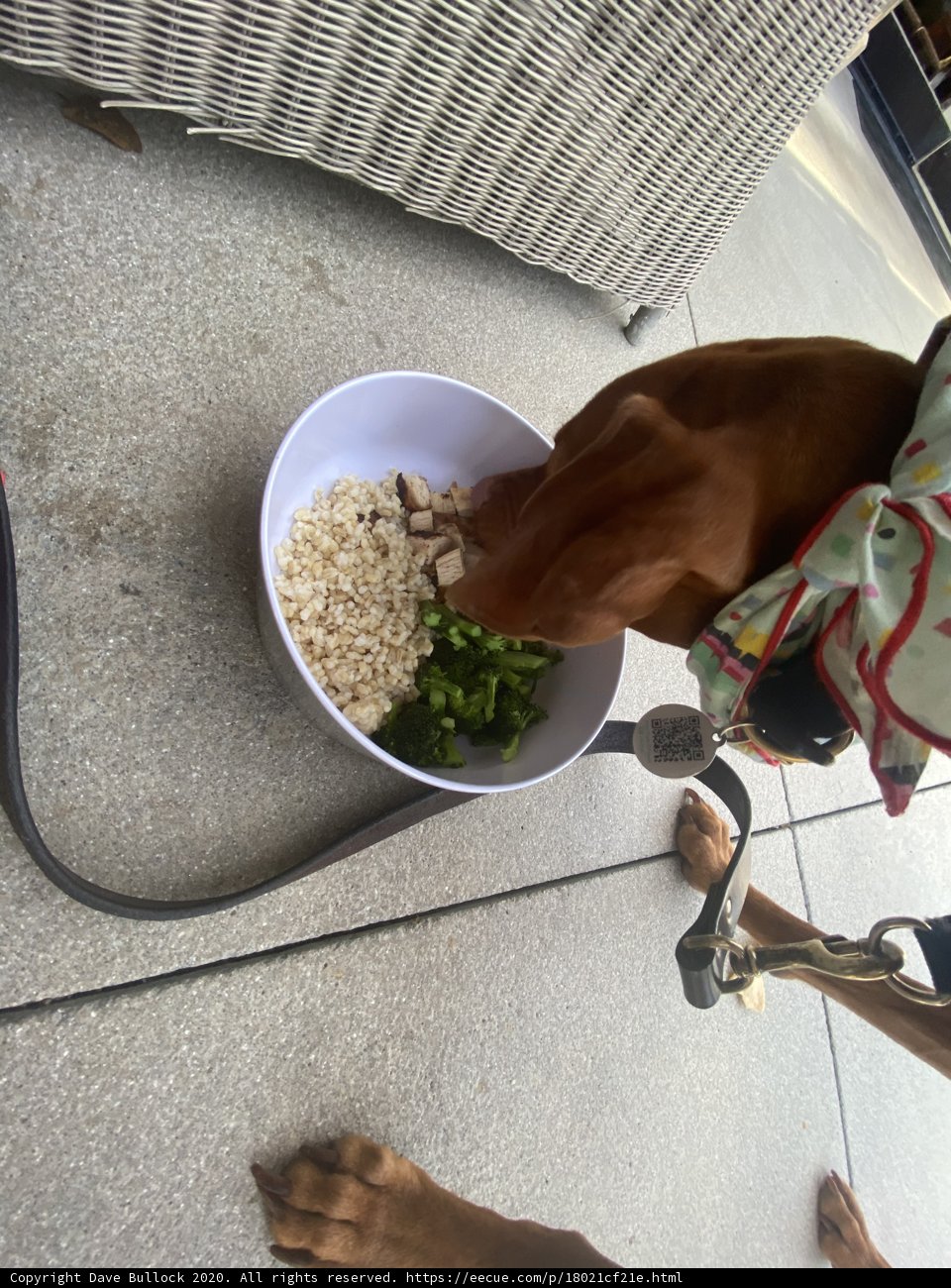 Hungry Pooch on a Leash