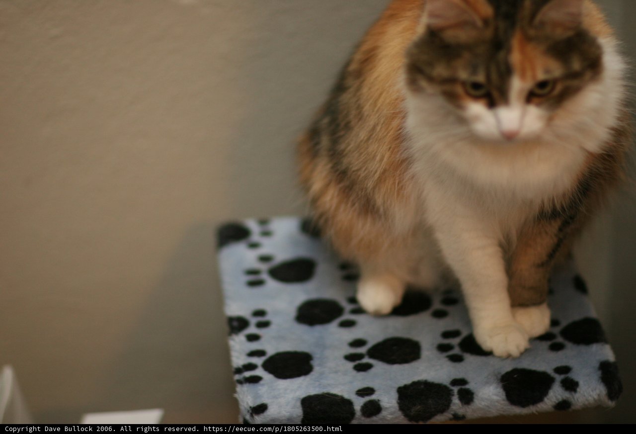 Cozy Calico on Cat Bed