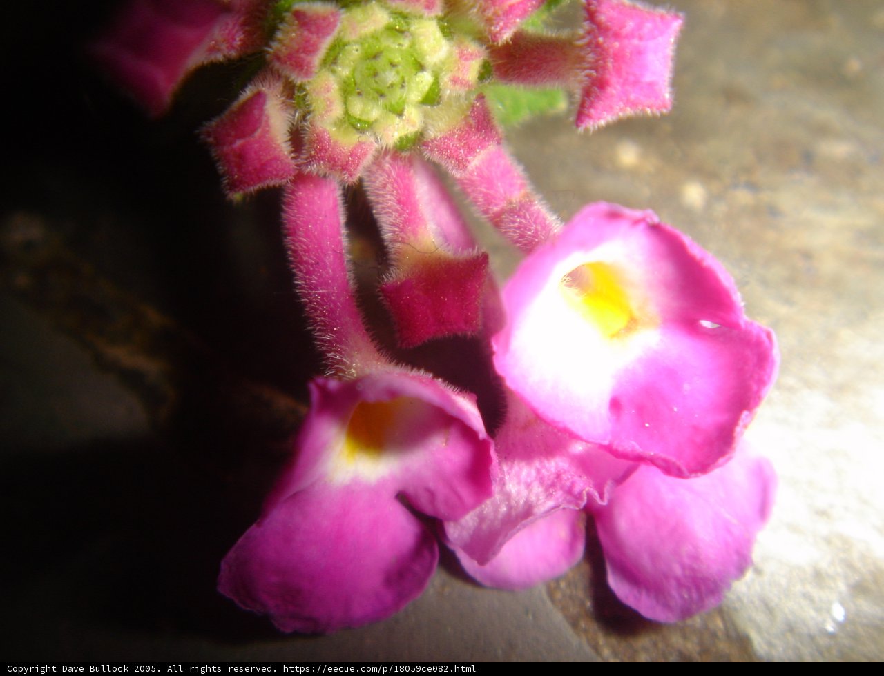 Pink Geranium Flower with Yellow Centers