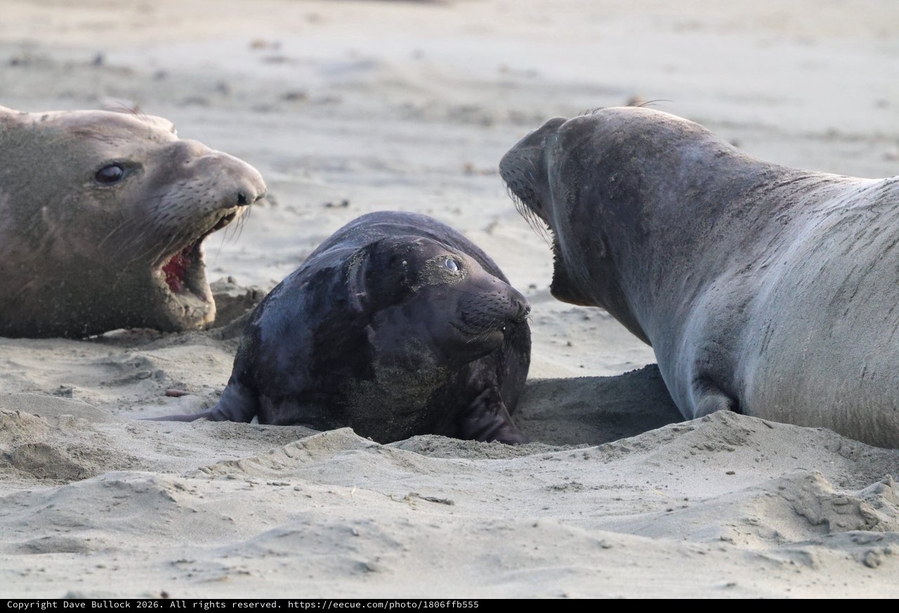 Elephant Seal Pups Interaction at Drakes Beach