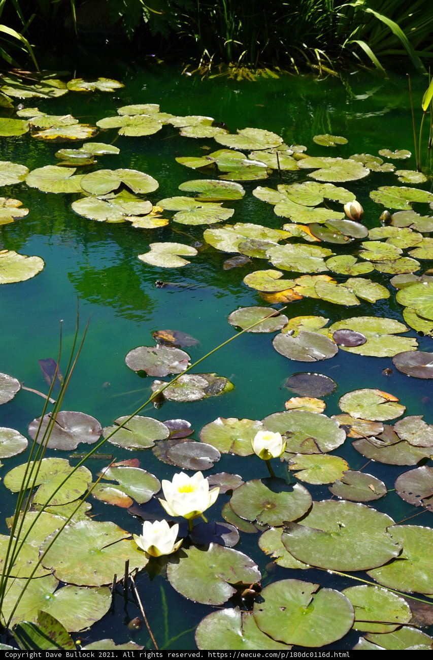 The Serenity of Water Lilies