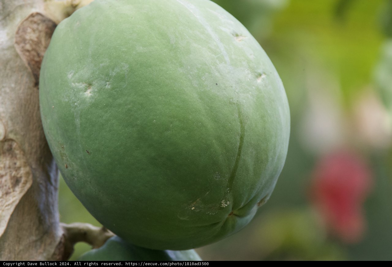 Verdant Promise: The Papaya of Honolulu Zoo