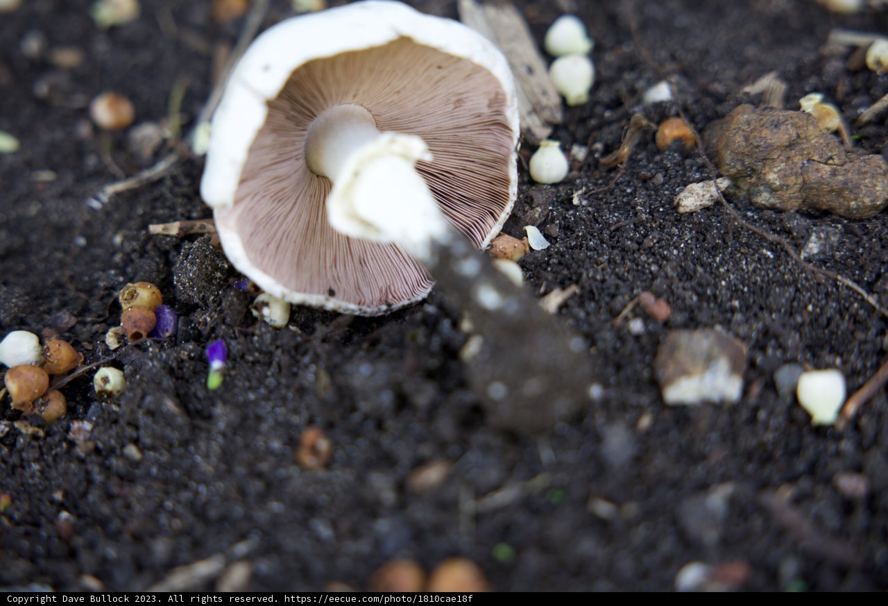 Fragile Life: Mystical Mushroom in the San Francisco Botanical Garden