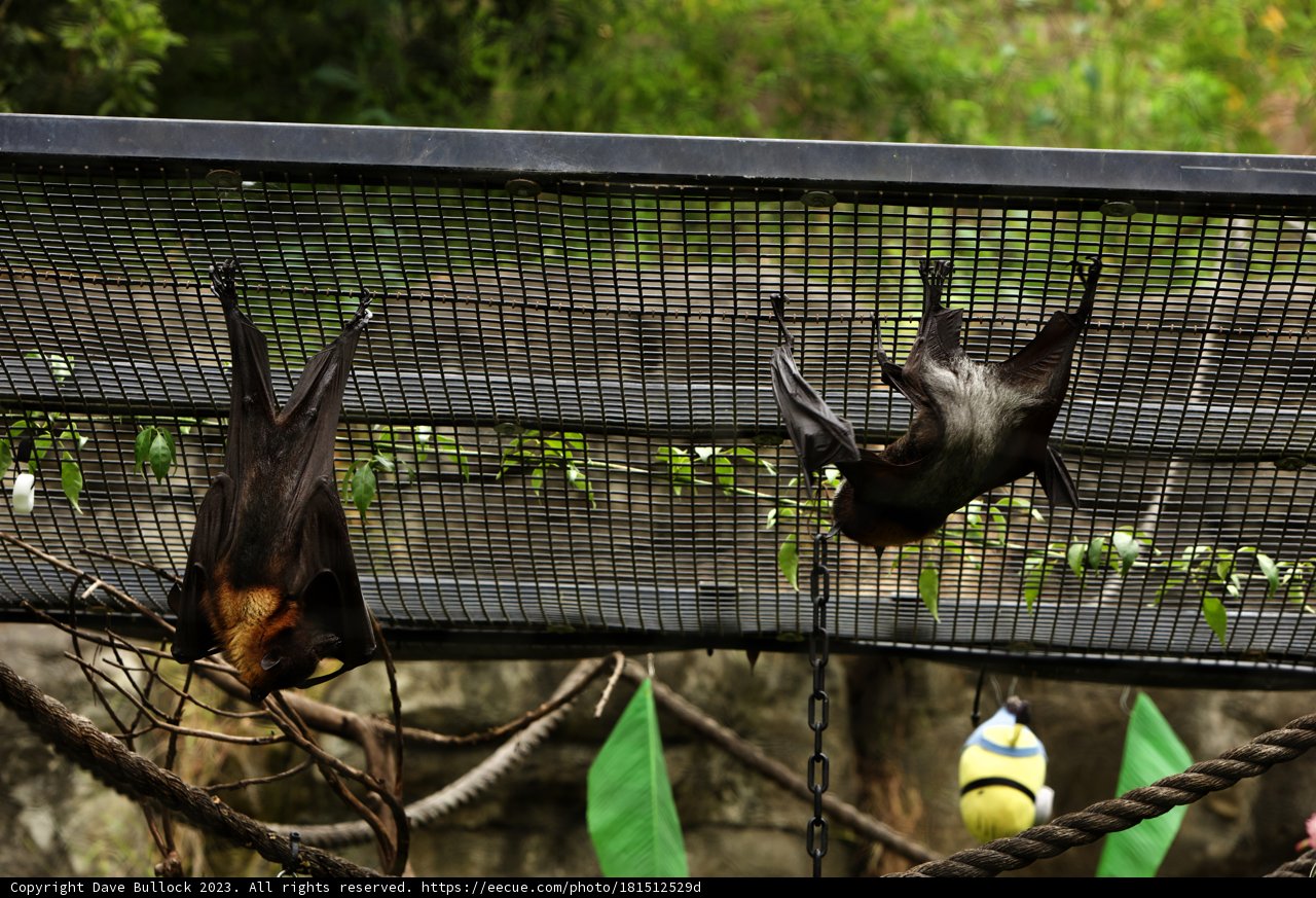 Game, Set, and Match at Oakland Zoo