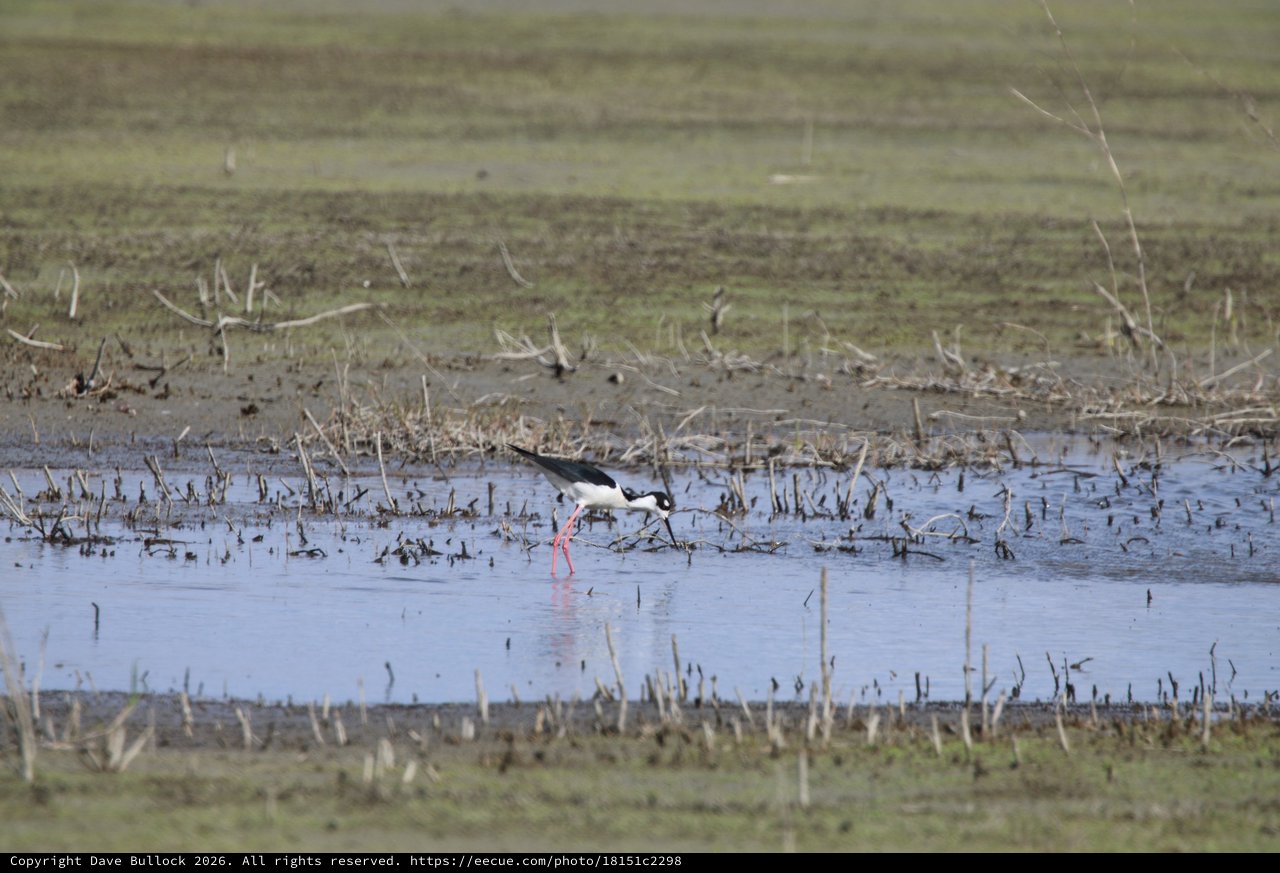 Black-necked Stilt Foraging in Shallow Wetland Waters