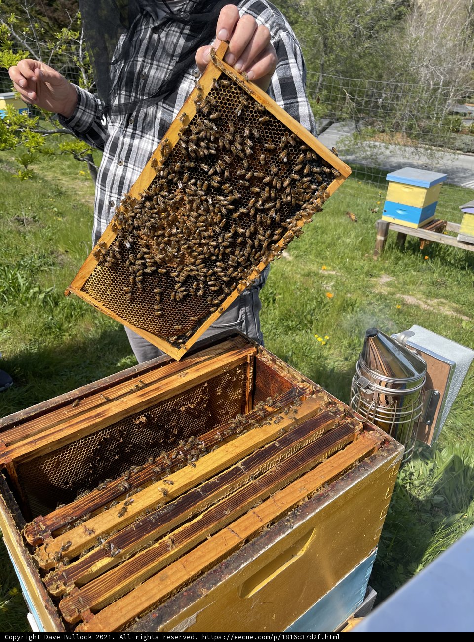 Beekeeping in Carmel