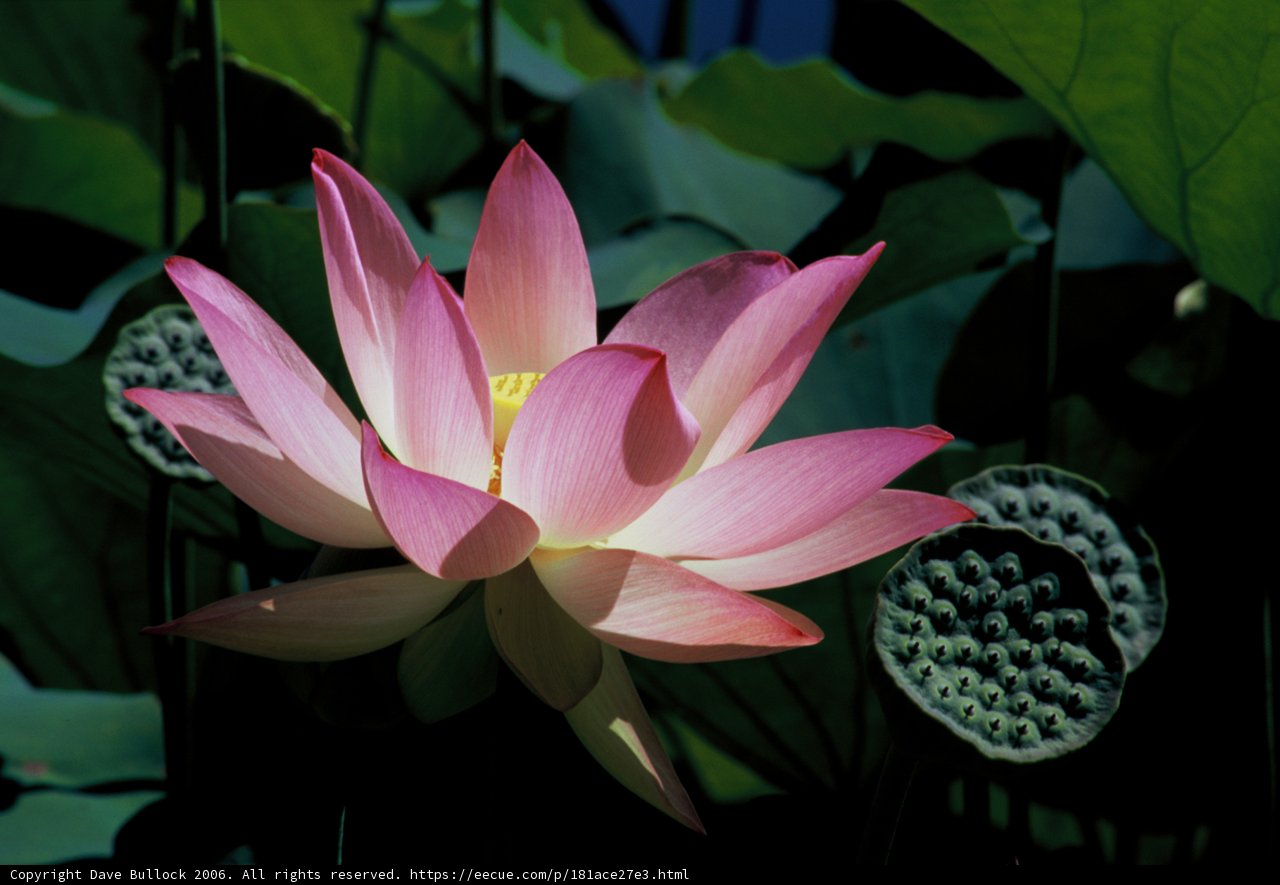 Pink Lotus Serenity