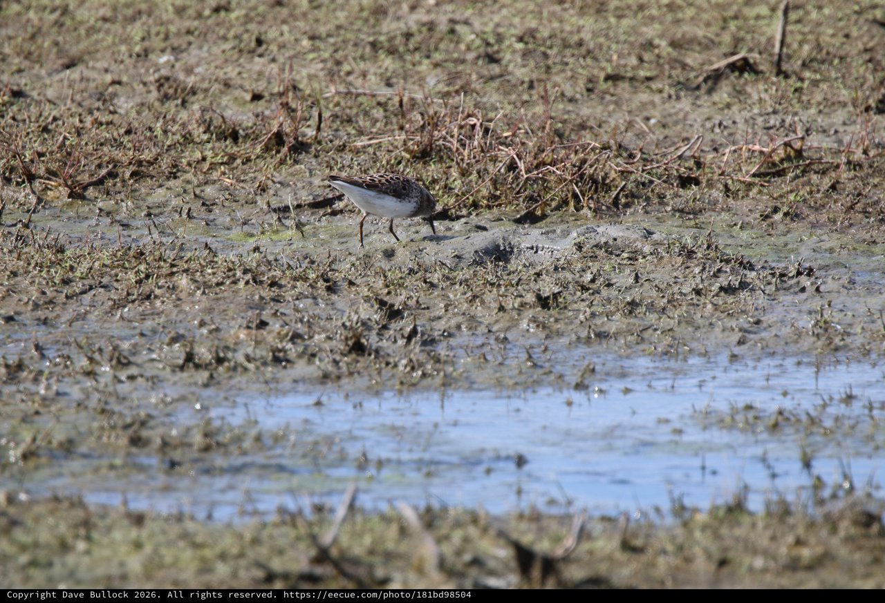 White-rumped Sandpiper Foraging in Mudflat