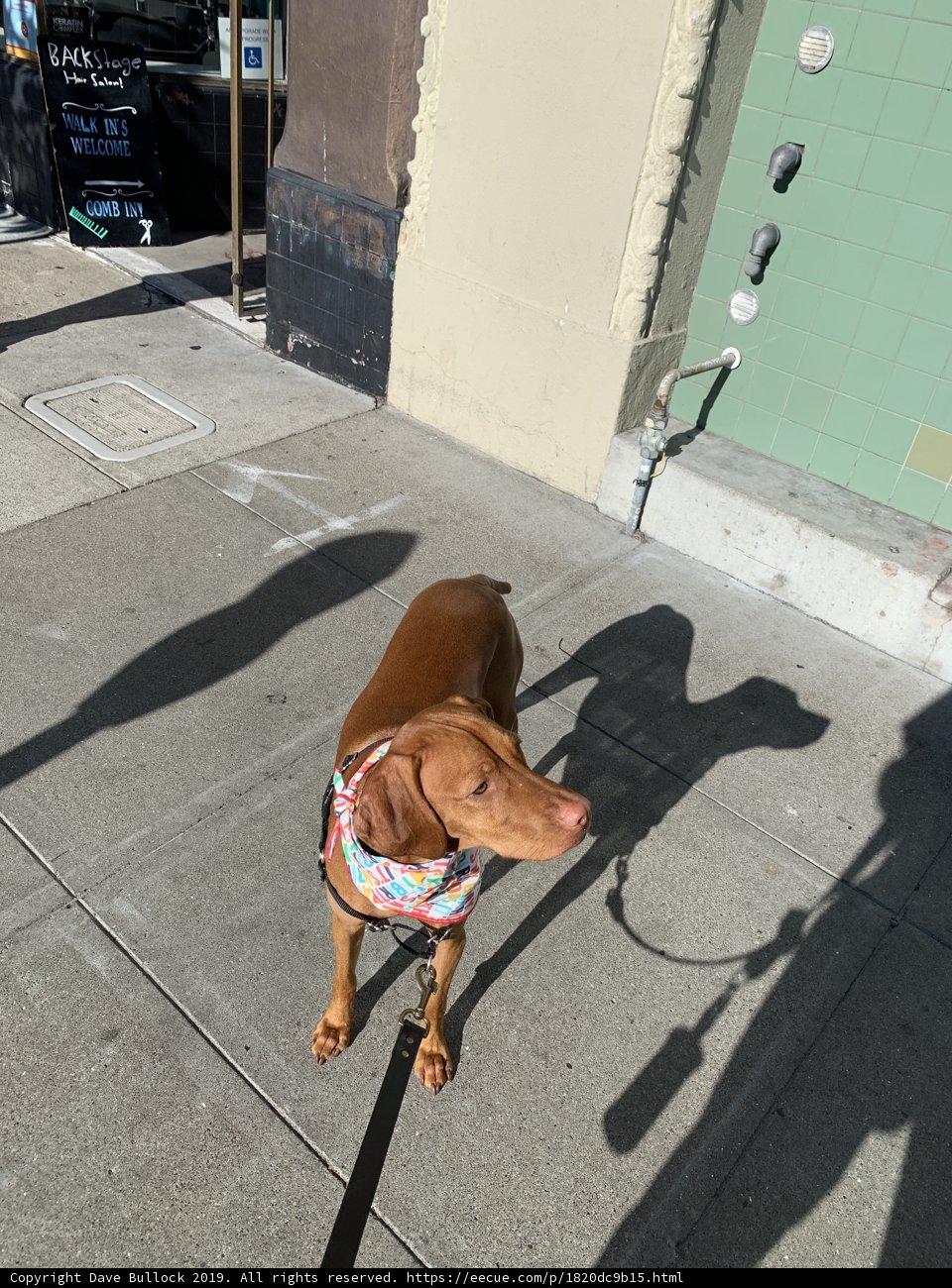 City Stroll with a Furry Friend
