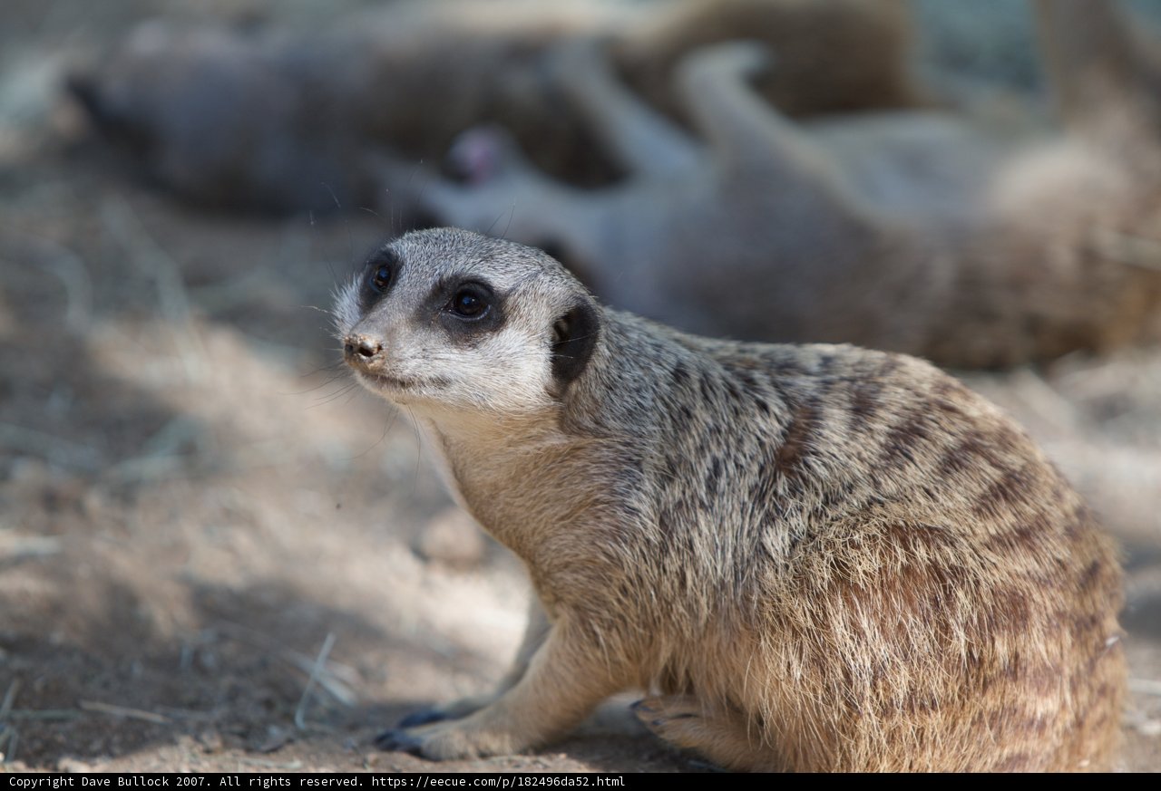 Grounded Meerkat