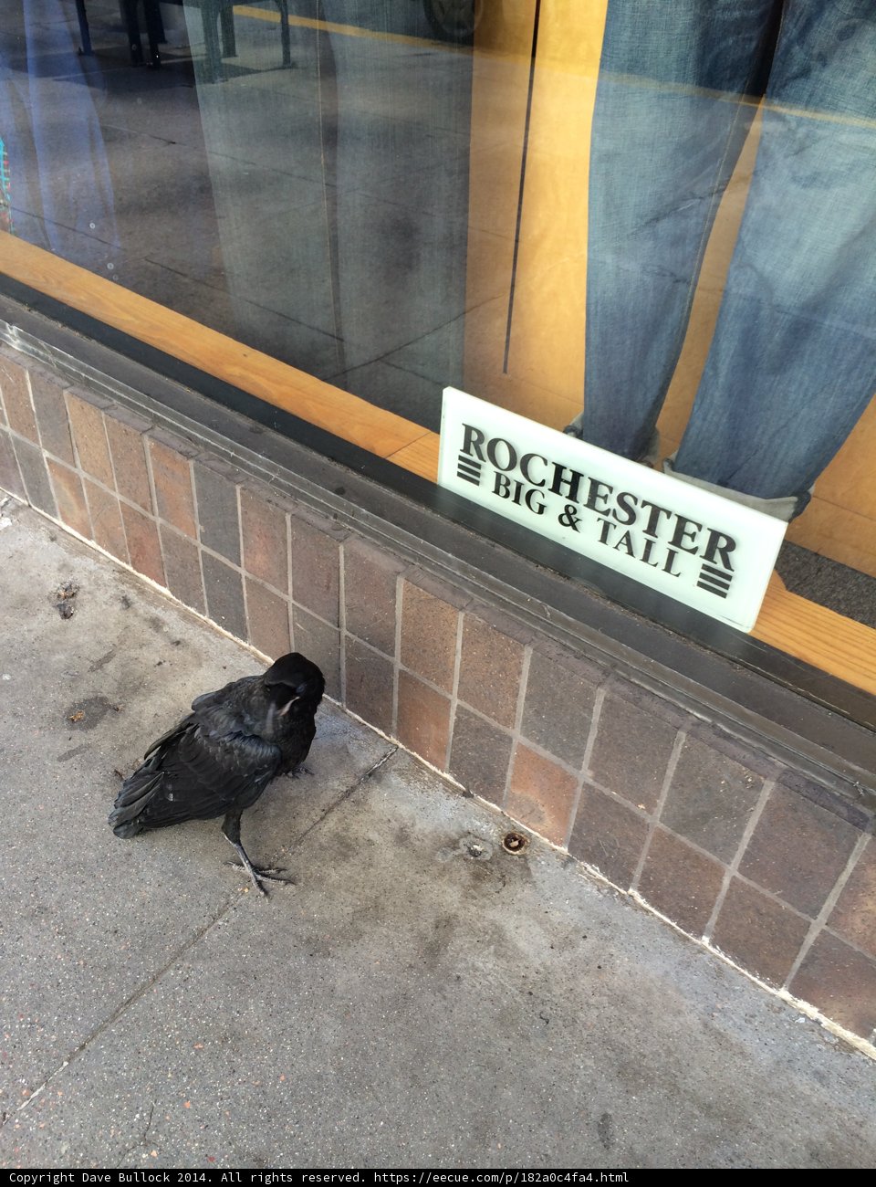 The Fashionable Bird