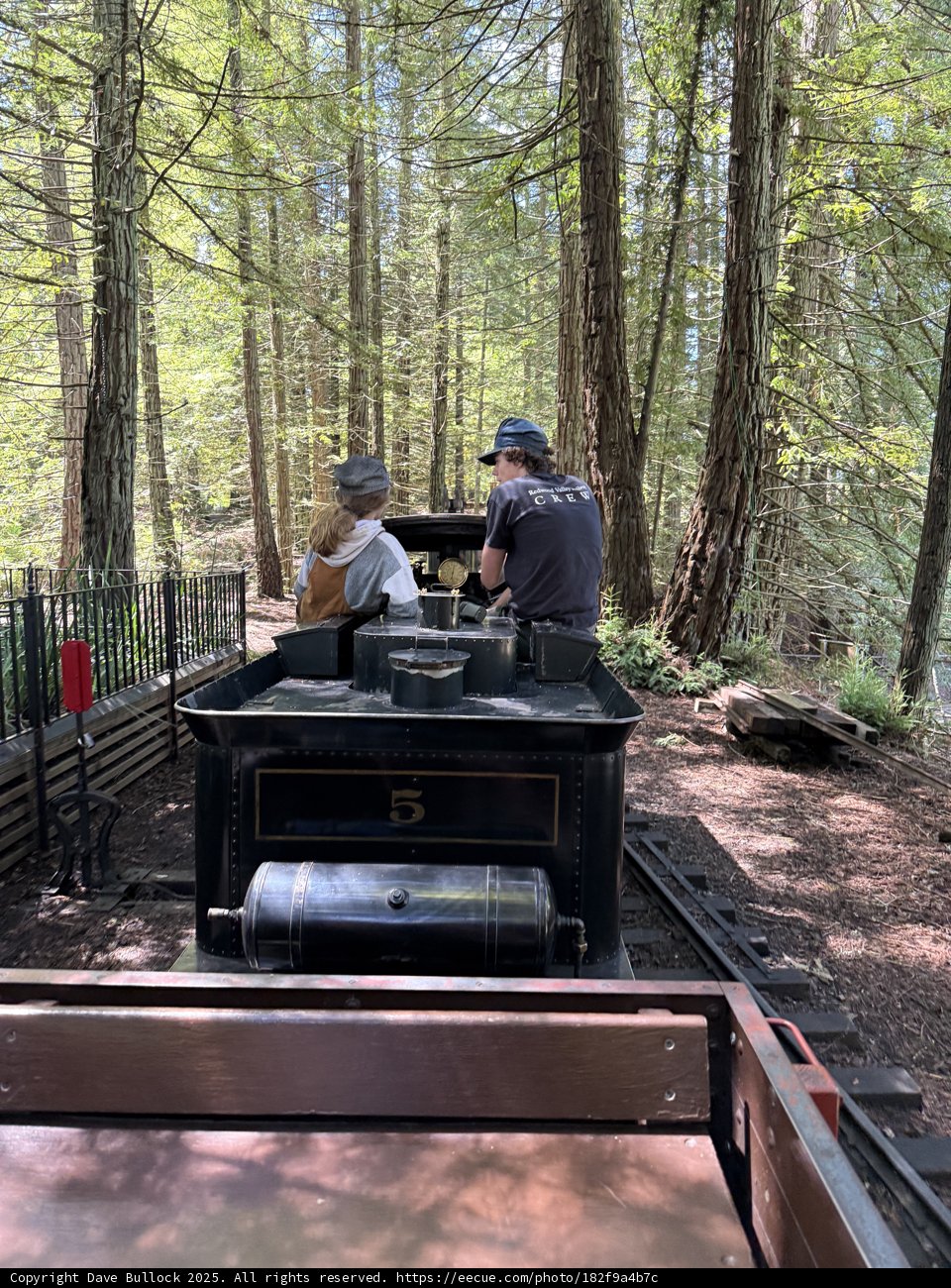 Journey Through Tilden's Woodland