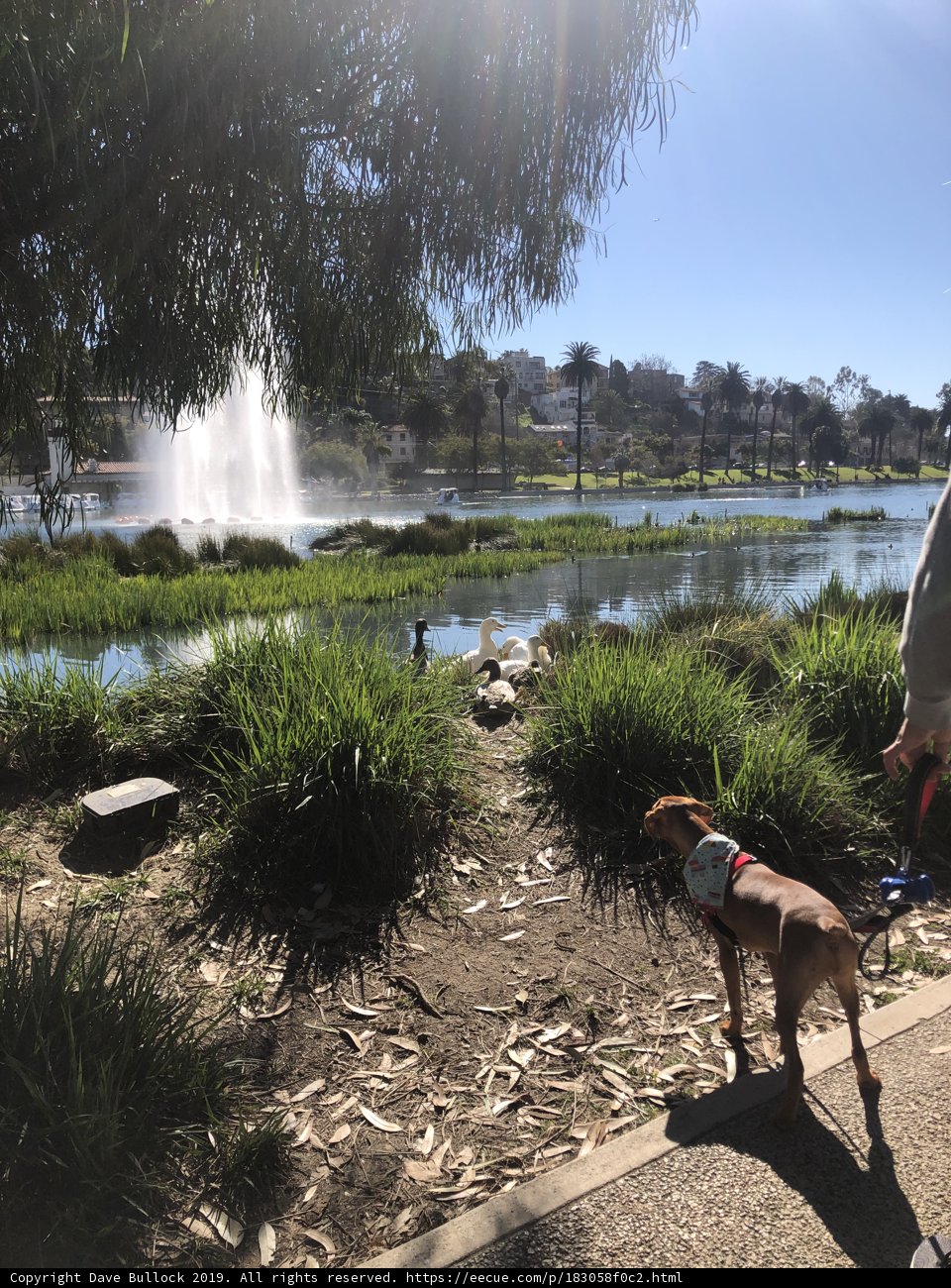 A Peaceful Stroll by the Pond