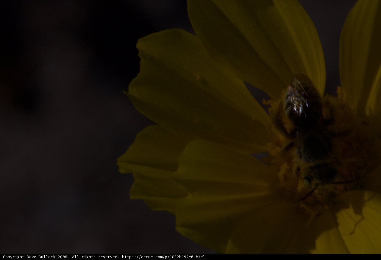 Bee Pollinating Yellow Daisy in the Darkness