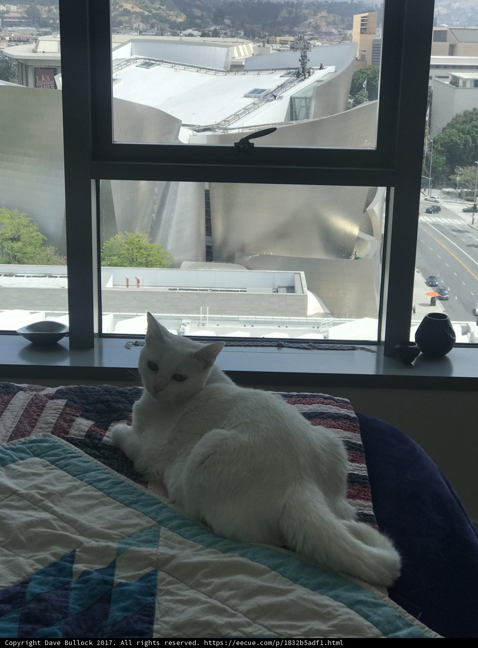 White Cat Enjoying the View