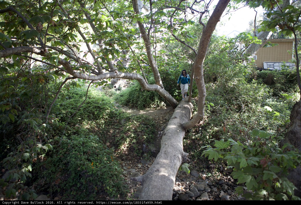 The Arbour Adventure