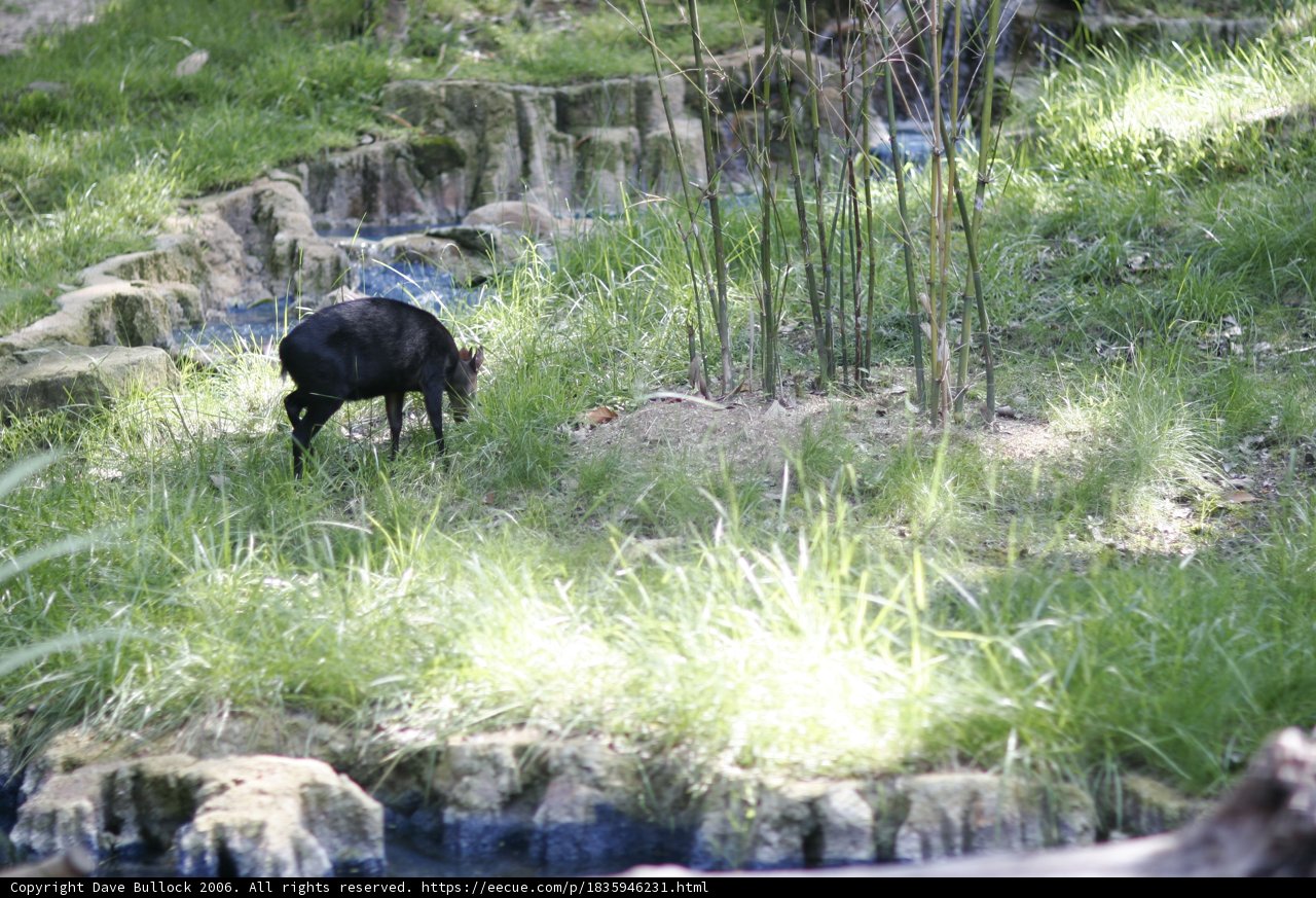 Black Goat Grazing in the Grassland