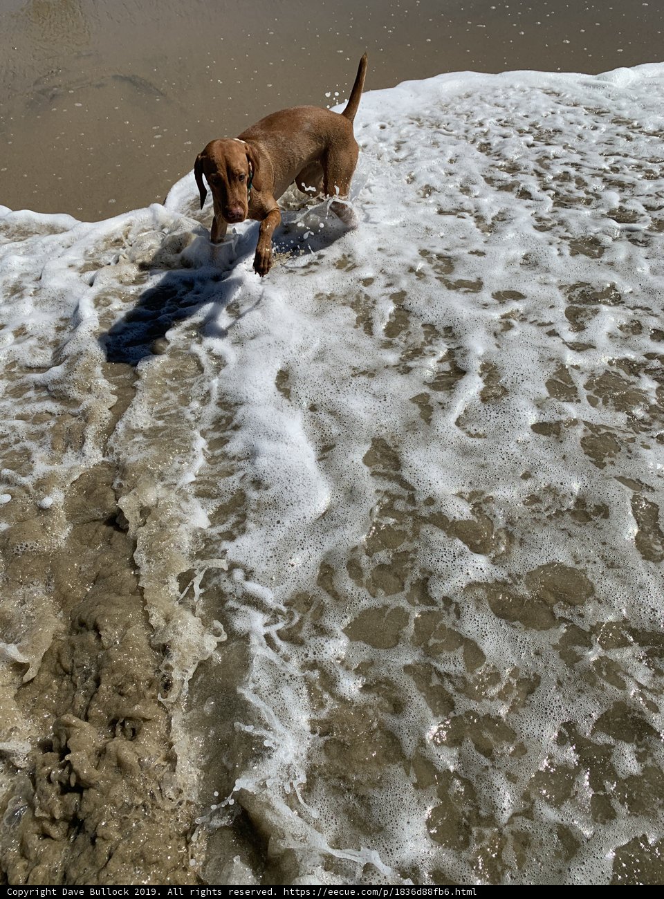 A Happy Pup's Beach Adventure