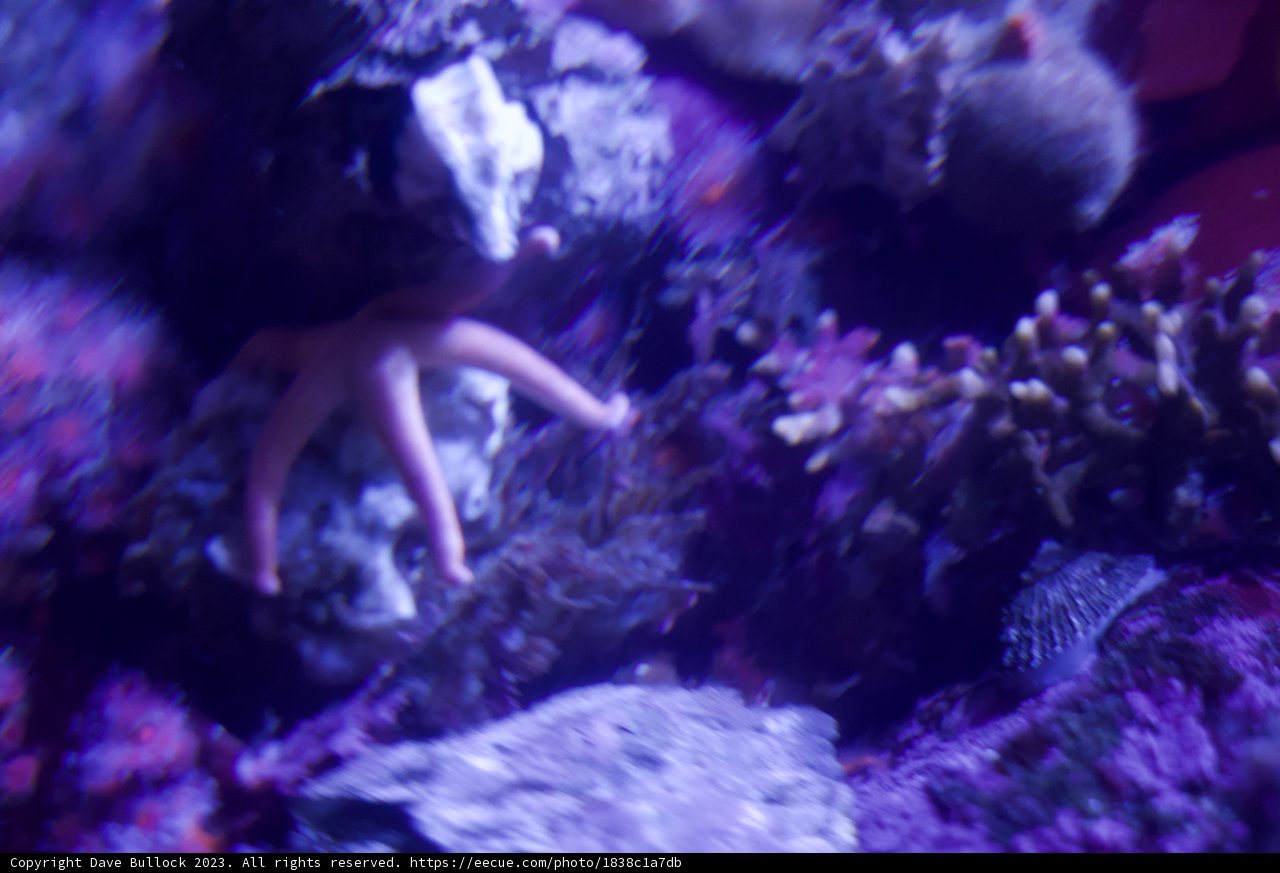 Dance of the Starfish at Monterey Bay, 2023
